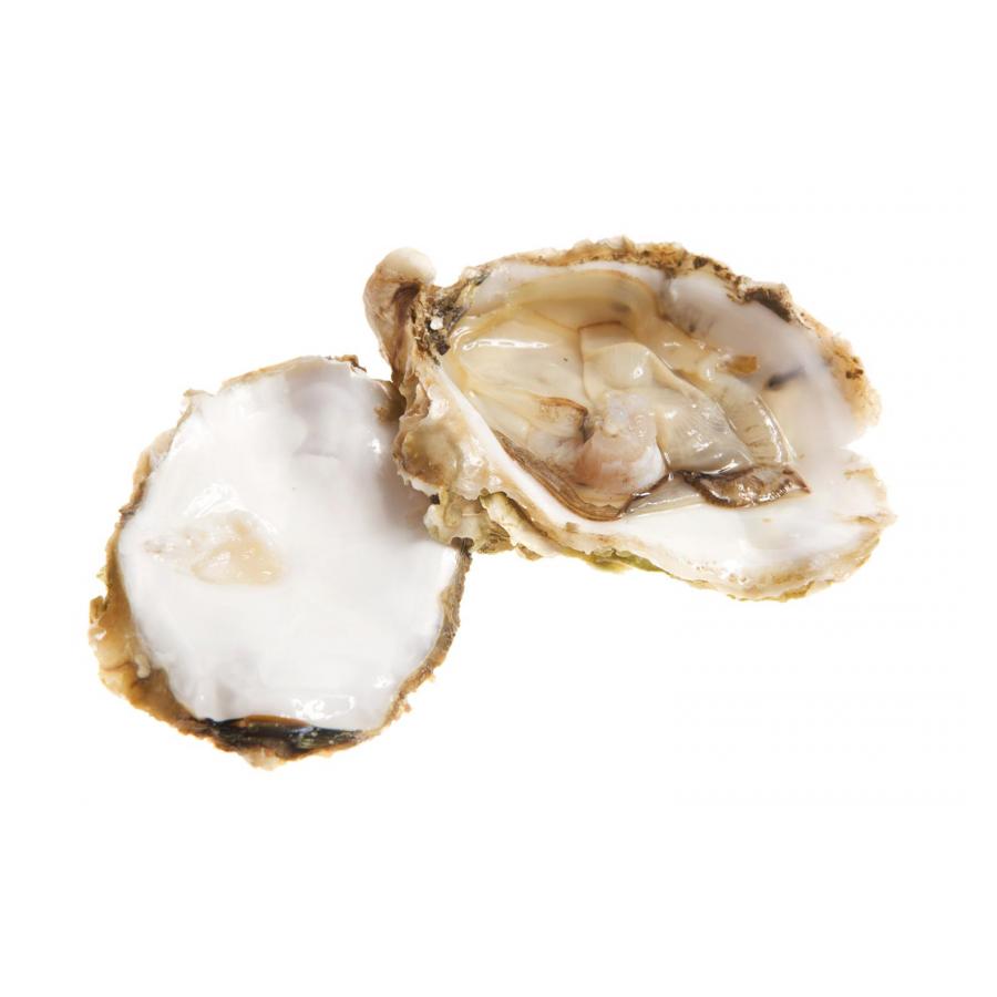Oysters