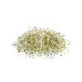 A large handful alfalfa sprouts