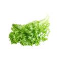 1 head chicory (curly endive), separated into &nbsp leaves
