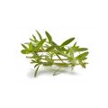 1 tablespoon dried savory leaves
